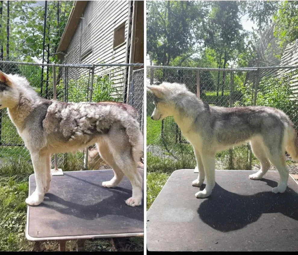 Pälsdammsugare för Hund & Katt – Borsta, Klipp och Samla Upp Pälsen